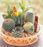 Seeds Succulent Cactus Cacti Variety Mix - 25 Seeds