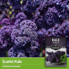 Scarlet Kale Seeds for Planting – Heirloom Purple Kale – Cold Hardy for Fall & Spring Vegetable Gardens – Crimson-Red Curly Leaves, Edible Garden Greens – Survival Garden Seeds (2 Packs)