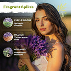 KVITER 2000 English Lavender Seeds for Planting Outdoor & Indoor (Lavandula angustifolia) – True Lavender Flowers, Heirloom Perennial, Non-GMO – Organic Herb Seeds for Outdoor Garden, Flower Beds