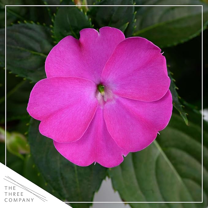 Live Flowering New Guinea Impatiens - Shades of Purple (2 Plants Per Pack) - Beautiful Shade Flowers - 12" Tall by 5" Wide in 1 Qt Pot