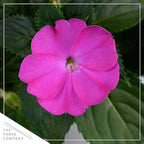 Live Flowering New Guinea Impatiens - Shades of Purple (2 Plants Per Pack) - Beautiful Shade Flowers - 12" Tall by 5" Wide in 1 Qt Pot