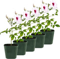 My Shelfie - Pink Bower Flower Vine, Pink Plant Vine for Trellises, Railings, Balconies, and More, 5-6 Inches Tall Live Plants in 2-Inch Pot, Outdoor Plant for USDA Zones 9-11 (5)