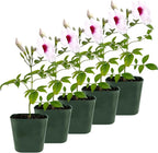 My Shelfie - Pink Bower Flower Vine, Pink Plant Vine for Trellises, Railings, Balconies, and More, 5-6 Inches Tall Live Plants in 2-Inch Pot, Outdoor Plant for USDA Zones 9-11 (5)