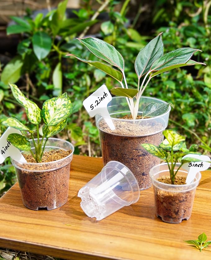 homenote Clear Nursery Pots for Plants,3 Inch Plant Pot for Planting Plastic Seedling with Drainage Holes Seed Starter Flower High Transparency with 20 Labels (60 Pack)