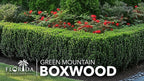 Green Mountain Boxwood | 10 Live Plants | Buxus sempervirens ‘Green Mountain’ | Evergreen Privacy Shrub | Compact Formal Garden Plants