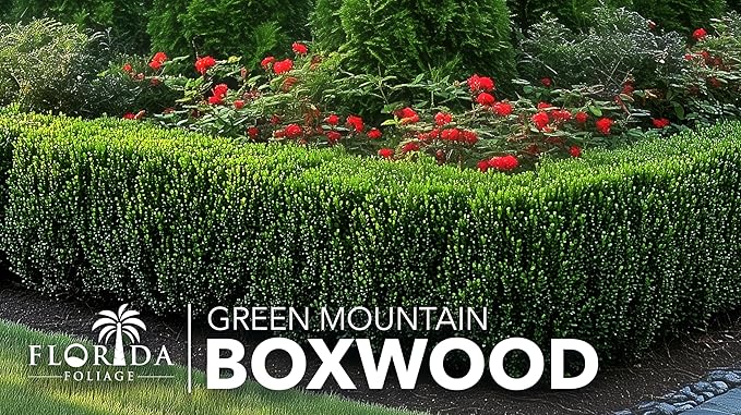Green Mountain Boxwood | 10 Live Plants | Buxus sempervirens ‘Green Mountain’ | Evergreen Privacy Shrub | Compact Formal Garden Plants