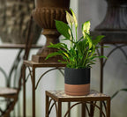 D'vine Dev 8 Inch Ceramic Planter Pot with Drainage Hole and Saucer, Indoor Cylinder Round Planter Pot, Black/Speckled Tan, 94-O-D-7