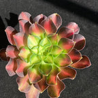 FWPP Succulents Plants Live Echeveria Aeonium Shaohua,Mini Succulents Red 3 inches Mini Succulents,Bare Root Without Pot,Succulent Plant Live Decoration Plant Gifts