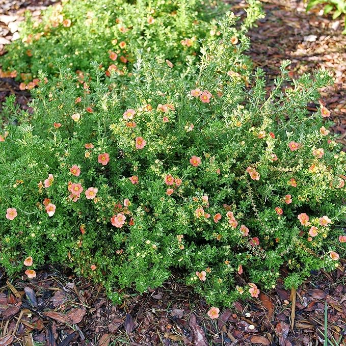 Proven Winners Happy Face Orange Potentilla (Dasiphora fruticosa) Live Plant, 4.5" Qt, 4 Pack