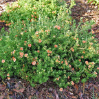 Proven Winners Happy Face Orange Potentilla (Dasiphora fruticosa) Live Plant, 4.5" Qt
