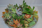 FATPLANTS 10 Living Succulent Cuttings