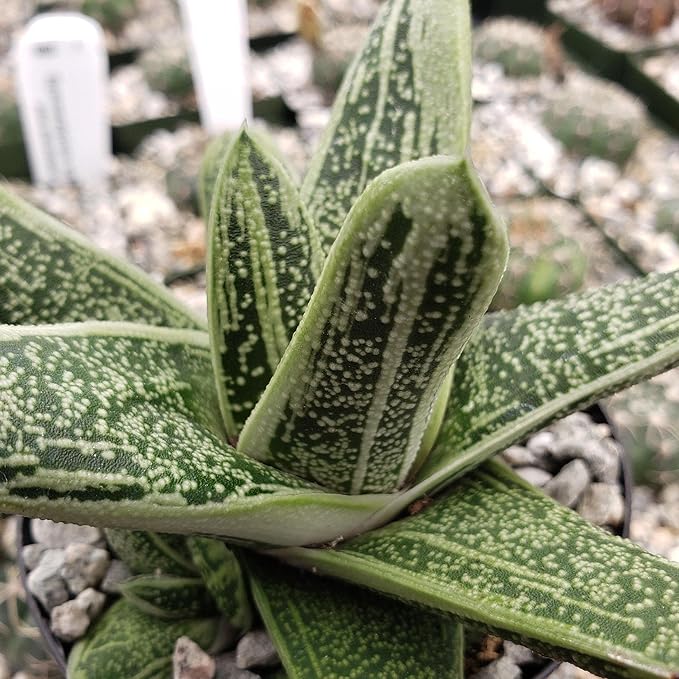 Gasteria Little Warty Cacti Cactus Succulent Real Live Plant