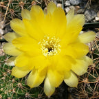 Echinopsis Sierra Grandensis Cacti Cactus Succulent Real Live Plant