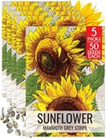 Seed Needs Mammoth Grey Stripe Sunflower Seeds for Planting - Heirloom & Open Pollinated Flower Seed to Plant an Outdoor Butterfly Garden (5 Packs)