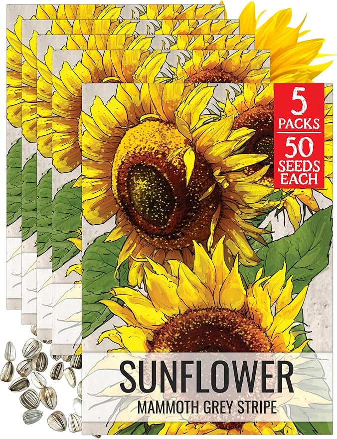 Seed Needs Mammoth Grey Stripe Sunflower Seeds for Planting - Heirloom & Open Pollinated Flower Seed to Plant an Outdoor Butterfly Garden (5 Packs)