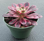 Sprout N Green Aeonium 'White Wedding Dress', Live Rare Succulent Potted 4" Planter, Real House Plant for Party Favors Home Indoor Outdoor Garden Wedding Decoration DIY Projects