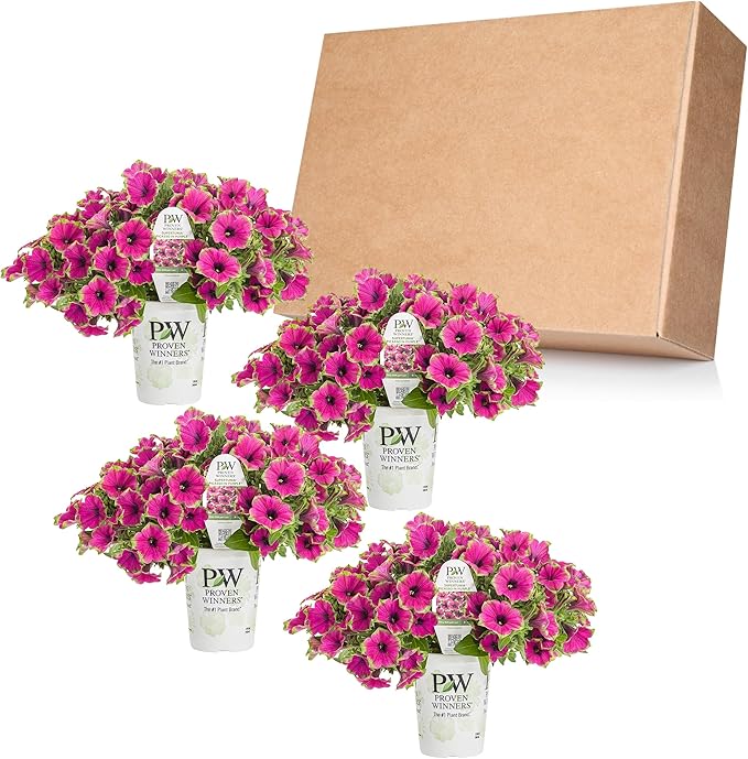 Proven Winners® Petunia Plant - Supertunia Picasso in Purple - 4 Pack - Annual Flower for Spring & Summer Blooms - 6" Tall x 6" Wide, 1.56 Pt Pot