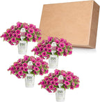 Proven Winners® Petunia Plant - Supertunia Picasso in Purple - 4 Pack - Annual Flower for Spring & Summer Blooms - 6" Tall x 6" Wide, 1.56 Pt Pot