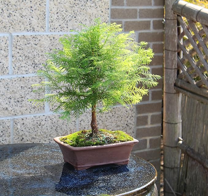 Brussel's Bonsai - Live Dawn Redwood Bonsai Tree in Ceramic Bonsai Pot, Outdoor Bonsai Tree Live Plant, 3 Years Old, 14-20 Inches Tall, Easy Care Bonsai for Patio Garden (Medium)