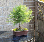Brussel's Bonsai - Live Dawn Redwood Bonsai Tree in Ceramic Bonsai Pot, Outdoor Bonsai Tree Live Plant, 3 Years Old, 14-20 Inches Tall, Easy Care Bonsai for Patio Garden (Medium)
