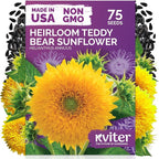 KVITER 75 Teddy Bear Sunflower Seeds (Helianthus Annuus) - Dwarf Sunflower, Fully Double Golden Pom-Pom Blooms, Non GMO Seed Packets - Flower Seeds for Outdoor Garden, Containers, Flower Beds
