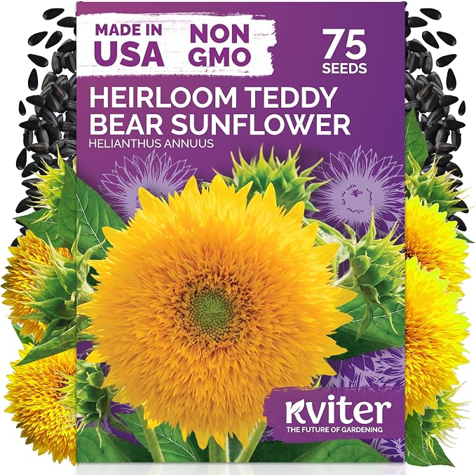 KVITER 75 Teddy Bear Sunflower Seeds (Helianthus Annuus) - Dwarf Sunflower, Fully Double Golden Pom-Pom Blooms, Non GMO Seed Packets - Flower Seeds for Outdoor Garden, Containers, Flower Beds