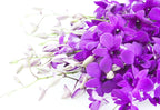 KaBloom PRIME ORVERNIGHT DELIVERY - Fall Collection - The Ultimate Purple Orchid Bouquet of 20 Purple Orchids .Gift for Birthday, Anniversary, Thank You, Valentine, Mother’s Day Fresh Flowers