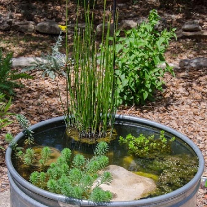 Dwarf Horsetail Rush, a Great Live Pond Plant for Your Water Garden. Filters The koi and Goldfish Pond. Good for Bogs, Plant Shelf or Shallow Water This marginal Aquatic is a Real Beauty