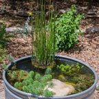 Dwarf Horsetail Rush, a Great Live Pond Plant for Your Water Garden. Filters The koi and Goldfish Pond. Good for Bogs, Plant Shelf or Shallow Water This marginal Aquatic is a Real Beauty