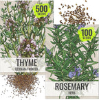 Seed Needs Rosemary & Thyme Seeds for Planting Fresh Kitchen Herbs - Non-GMO Heirloom & Untreated Perennial Herb Seed to Plant a Culinary Garden Indoors or Outdoors (2 Pack Duo)