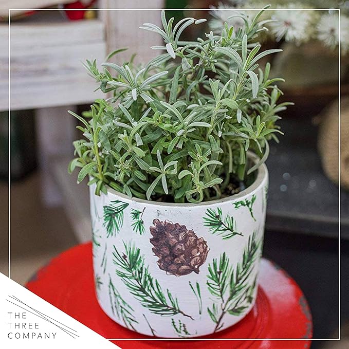 Live Aromatic and Edible Herb - Lavender (4 Per Pack), Natural Sleep Enhancer, 6" Tall by 4" Wide in 1 Pint Pot (Pack of 2)