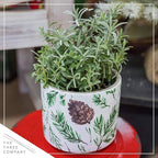 Live Aromatic and Edible Herb - Lavender (4 Per Pack), Natural Sleep Enhancer, 6" Tall by 4" Wide in 1 Pint Pot (Pack of 2)