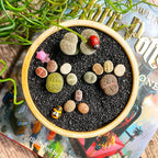 Lithops Random Mix Rare Live Succulent Plants, 30/50/100 Pcs Succulent Live Plant, Bare Root Without Pot Soil, Garden Indoor Office, Friend Plant Lovers Gifts (Large)
