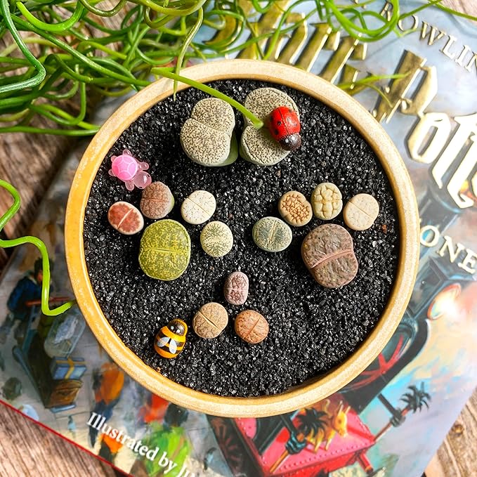 Lithops Random Mix Rare Live Succulent Plants, 30/50/100 Pcs Succulent Live Plant, Bare Root Without Pot Soil, Garden Indoor Office, Friend Plant Lovers Gifts (Normal 30pcs)
