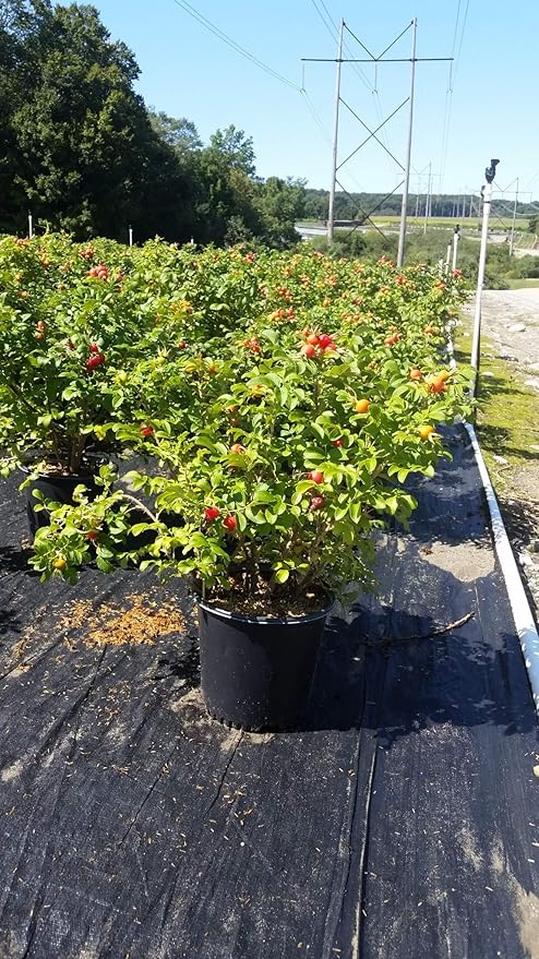 Rosa rugosa 'Alba' (White Rugosa Rosa) Rose, white flowers, #3 - Size Container