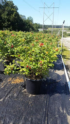 Rosa rugosa 'Alba' (White Rugosa Rosa) Rose, white flowers, #3 - Size Container