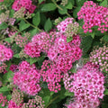 Proven Winners Double Play Princess Spirea (Spiraea Japonica) Live Plant, 4.5" Qt, 4 Pack