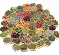 60 Pcs Labeled Dried Herbs and Flowers Kit for Witchcraft, Individually Packed Botanicals for Spell Jars, Altar Decor, Resin, Soap Making and Candle Decoration