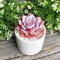 Generic Echeveria Pink Peony Rare Live Succulent Plants, 1 Head 3"" Red, Bare Root Without Pot & Soil, 1/3/7 Pcs, Garden Indoor Office Desk Baby Shower Decoration, Friend Plant Lovers Gifts