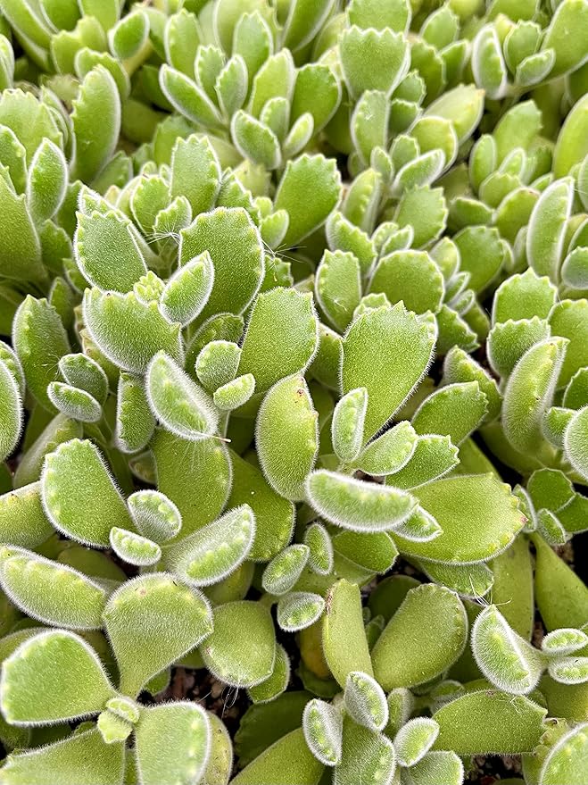 Fat Plants San Diego Succulent Plant(s) Fully Rooted in 4 inch Planter Pots with Soil - Real Live Potted Succulents/Unique Indoor Cactus Decor (1, Bear Paws)