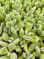 Fat Plants San Diego Succulent Plant(s) Fully Rooted in 4 inch Planter Pots with Soil - Real Live Potted Succulents/Unique Indoor Cactus Decor (1, Bear Paws)