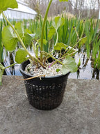 Small Water Garden Pond Aquatic Plastic Mesh Planting Basket Kit, Variety of 8 Pond Plant or Flower Planter Pots for Aquaponics, Hydroponics Slotted Mesh | Value 8 Pack