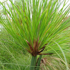 Giant Papyrus, a Great Live Pond Plant for Your Water Garden. Filters The koi and Goldfish Pond. Good for Bogs, Plant Shelf or Shallow Water This marginal Aquatic is a Real Beauty
