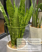 5 Pack Plant Support Stakes, Adjustable Plant Ring Cages with Green Rubber Wrapping, Ideal for Orchids, Indoor and Outdoor Potted Plants, 8" Wide x 11" High