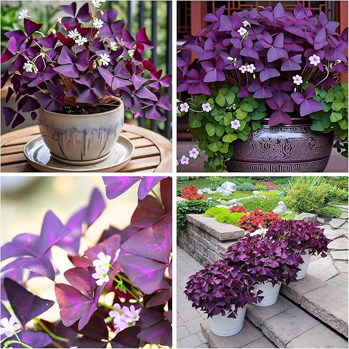 12+ Purple Oxalis Triangularis Bulb Flowers for Planting Indoors or Outdoors-Shamrocks Bulbs Good Luck Plant