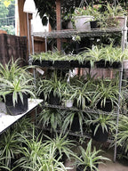Smoke Camp Crafts - Organic -Spider Plant Trio