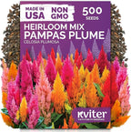 KVITER 500 Mixed Pampas Plume Seeds for Planting (Celosia plumosa) – Celosia Flower Seeds, Silver Plumes Cockscomb – Non GMO Full Sun Flower Seed Packets for Home Garden, Containers, Flowers Beds