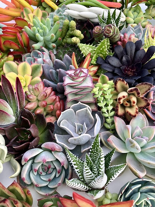 10 Assorted Live Succulent Cuttings, No 2 Succulents Alike, Great for Terrariums, Mini Gardens, and as Starter Plants by The Succulent Cult