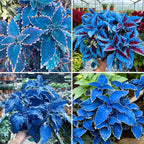 Mix Dwarf Coleus Seeds for Planting, 100pcs Perennial Colorful Coleus Flower Seeds Non-GMO Heirloom Rare Plants, Beauty Home Garden for Outdoors