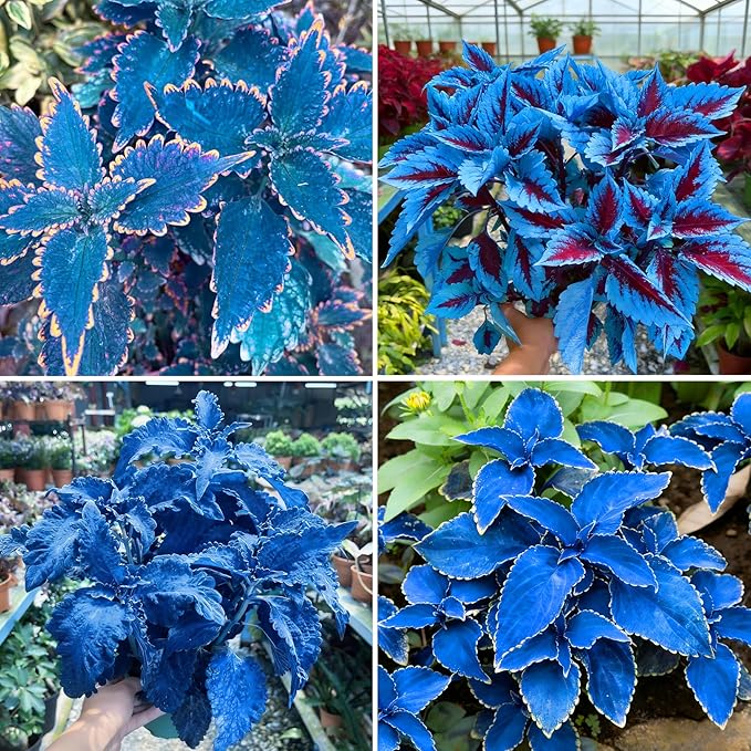 Mix Dwarf Coleus Seeds for Planting, 100pcs Perennial Colorful Coleus Flower Seeds Non-GMO Heirloom Rare Plants, Beauty Home Garden for Outdoors